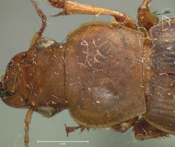 Media type: image;   Entomology 5884 Aspect: pronotum dorsal